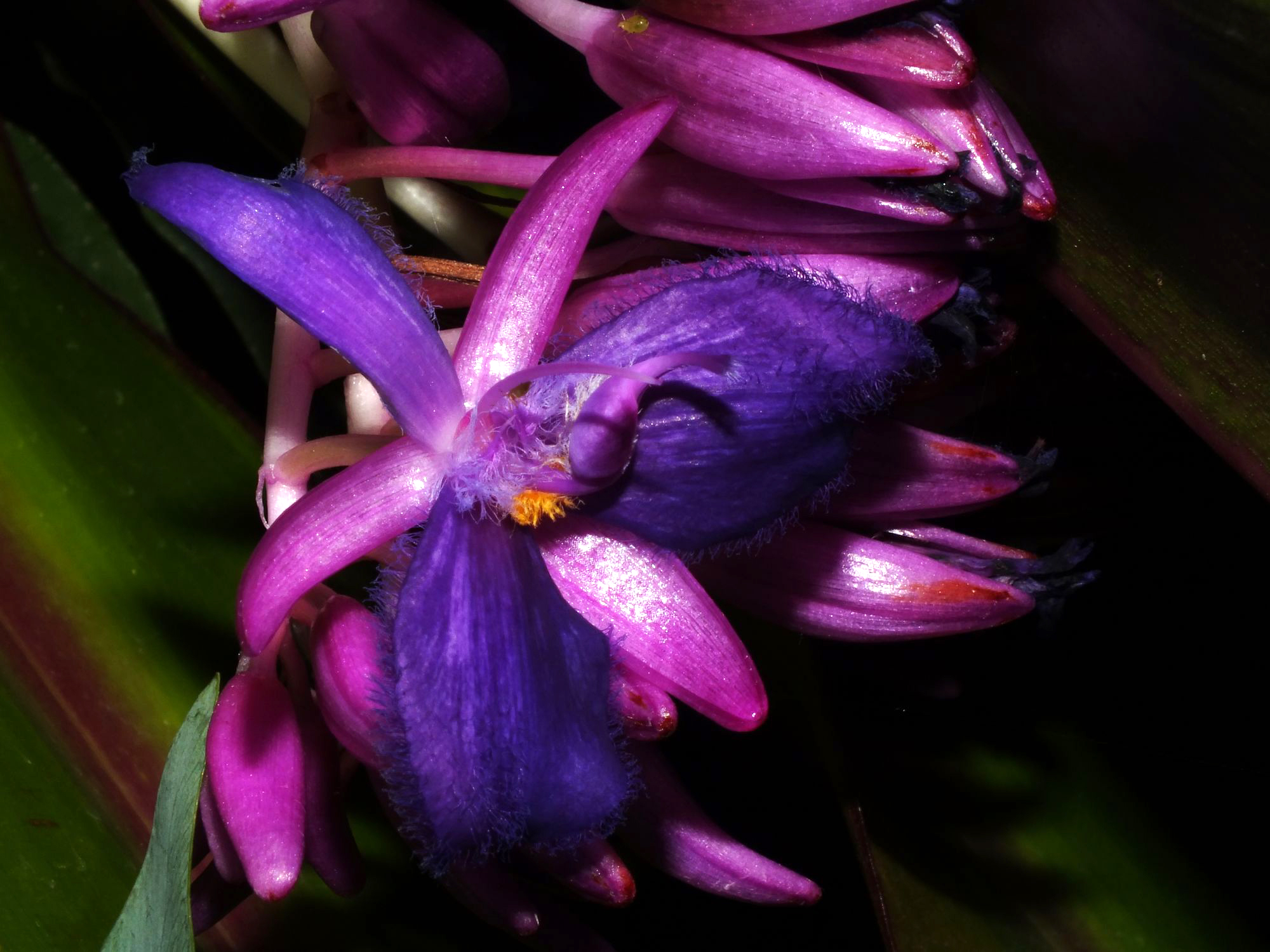 cochliostema-odoratissimum-cultivated-australia-eflora-of-india